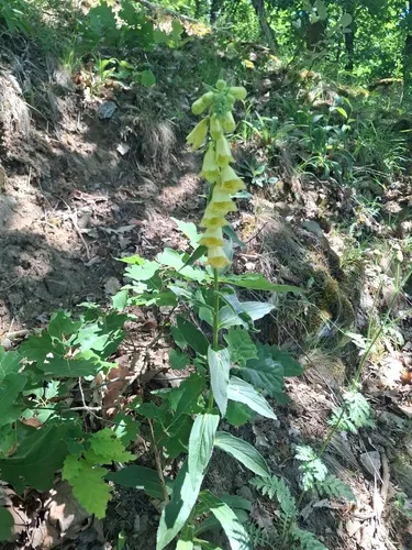 Yellow Foxglove