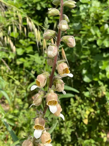 Grecian Foxglove