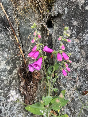Purple Foxglove