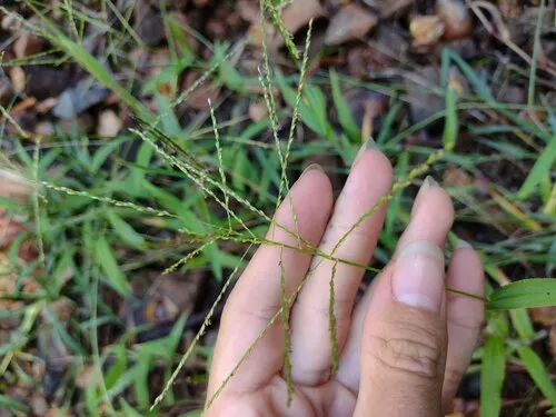 African Couchgrass — photo by Kevin Faccenda