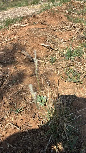 Arizona Cottontop