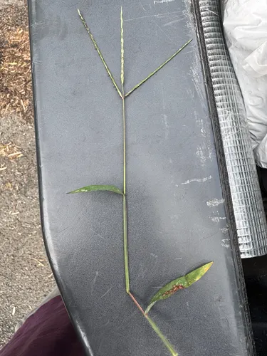 Southern Crabgrass