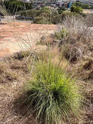 Digitgrass — photo by Prince Molokomme
