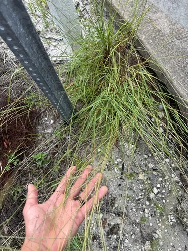 Slender Crabgrass — photo by Ryan Rey