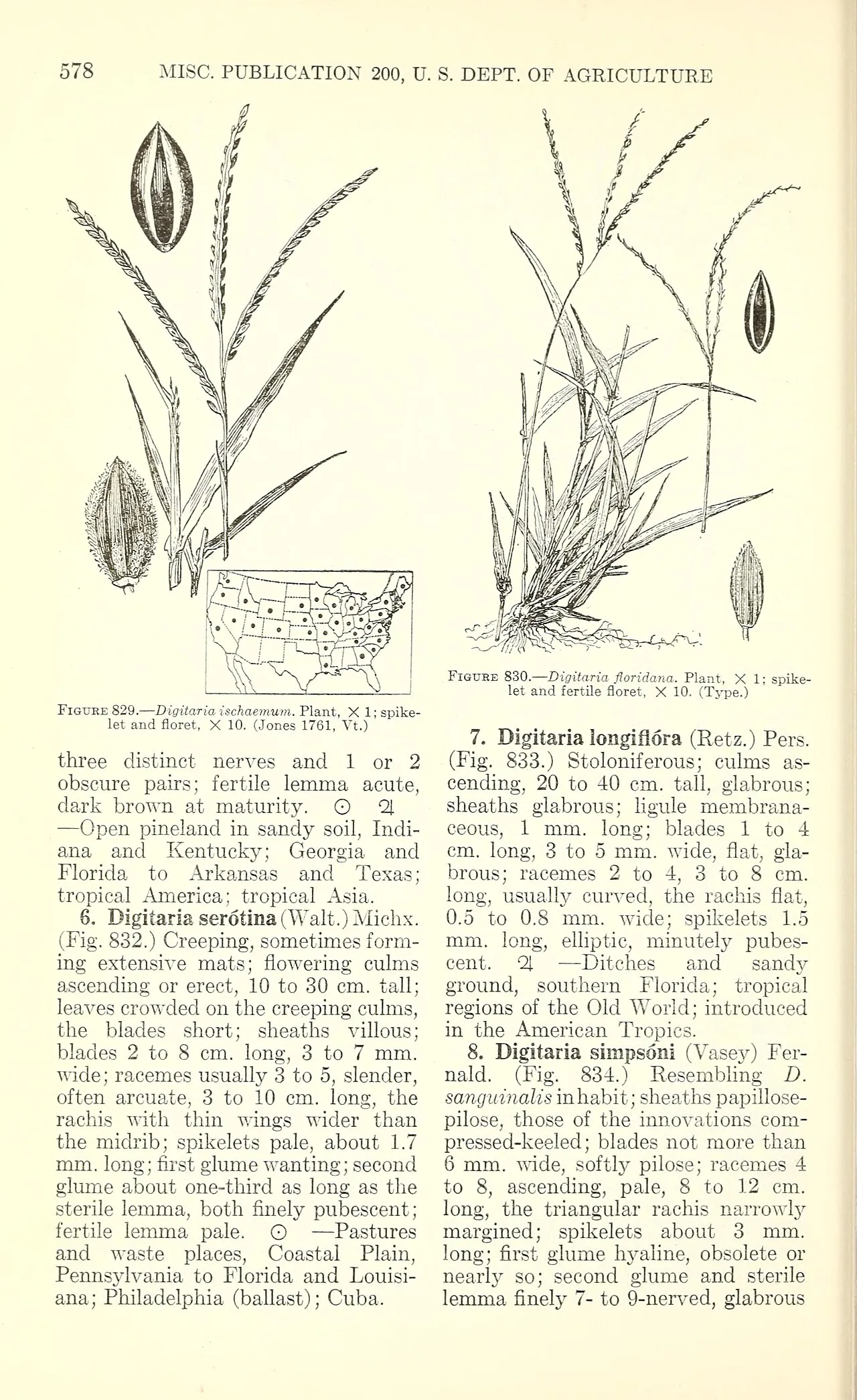 Florida Crabgrass — photo by Chase, Agnes; Hitchcock, A. S.