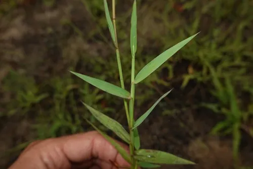 Yellow Crabgrass — photo by Nils Servientis - Bivouac Naturaliste