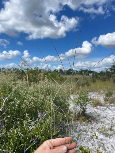 Longleaf Crabgrass — photo by brettbudach