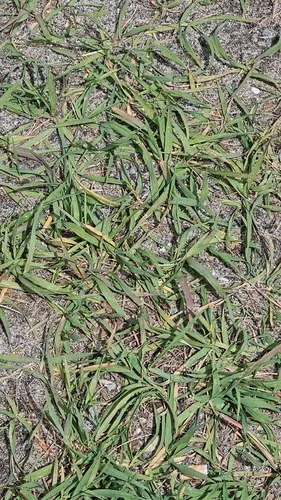 Smooth Crabgrass — photo by Jack LaChacz
