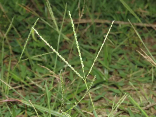 Indian Crabgrass — photo by chiuluan