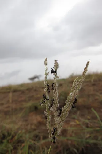 Madagascar Crabgrass — photo by bat (Maria Vorontsova)