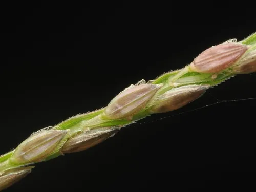 Hairy Crabgrass — photo by Angus Campbell