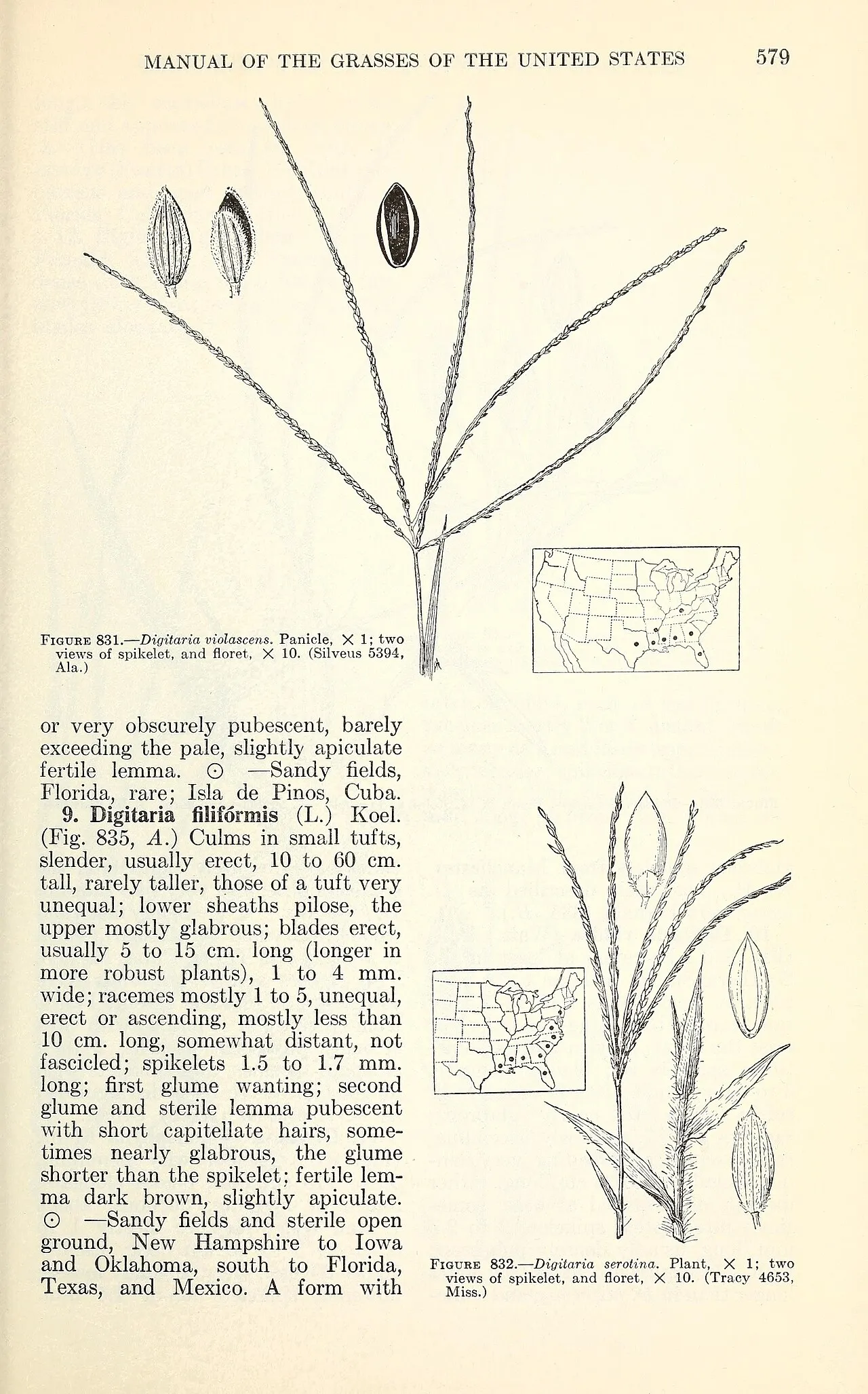 Dwarf Crabgrass