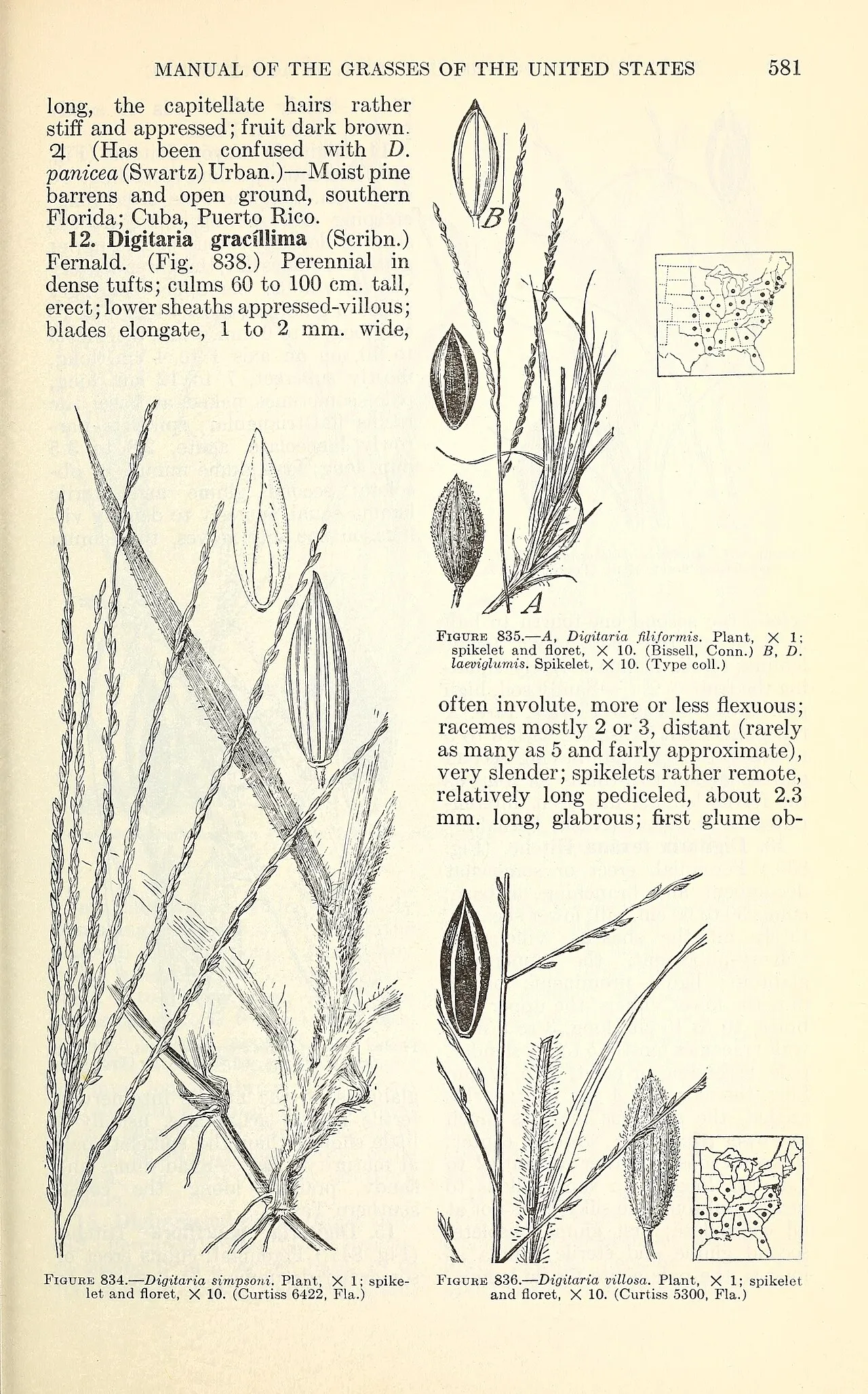 Isle-of-Pines Crabgrass — photo by Chase, Agnes; Hitchcock, A. S.