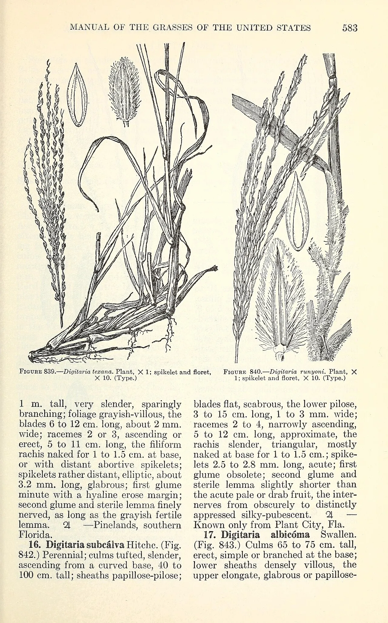 Texas Crabgrass — photo by Chase, Agnes; Hitchcock, A. S.