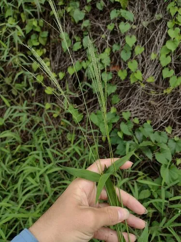 Velvet Crabgrass — photo by Kevin Faccenda
