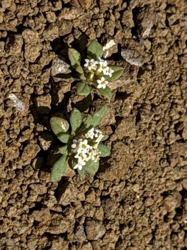 Doublet — photo by Tanya Harvey