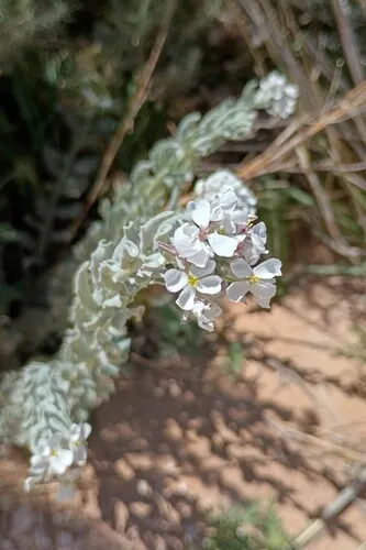 Palmer's Spectaclepod