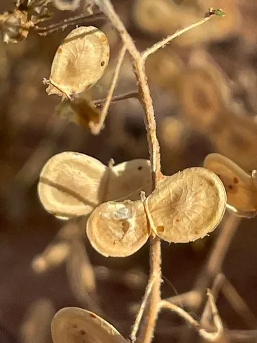 Tansy Spectaclepod