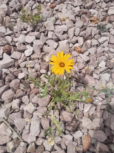 Glandular Cape Marigold — photo by pictureit