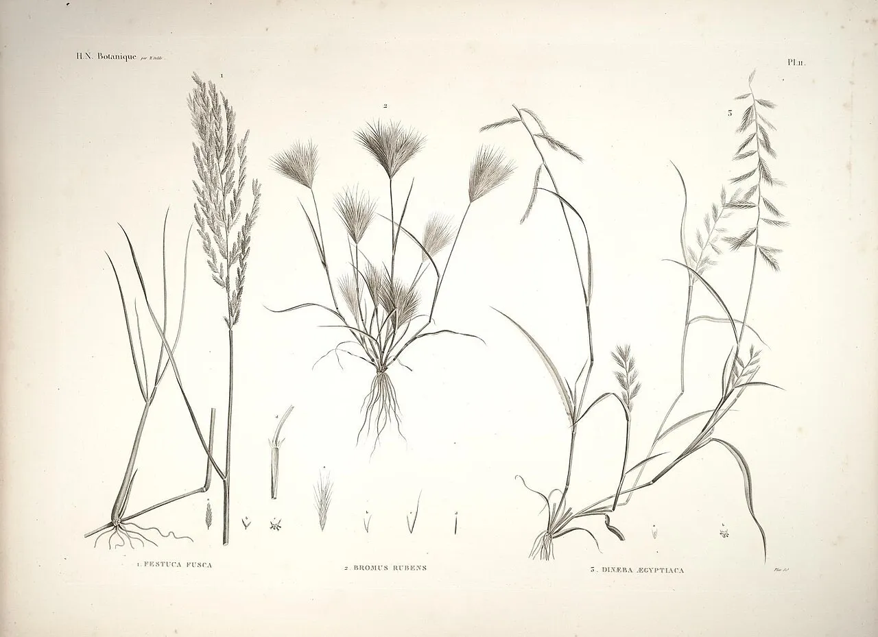 Viper Grass — photo by Blondeau, Alexandre; Fourier, Jean Baptiste Joseph; France.; France.; France.…