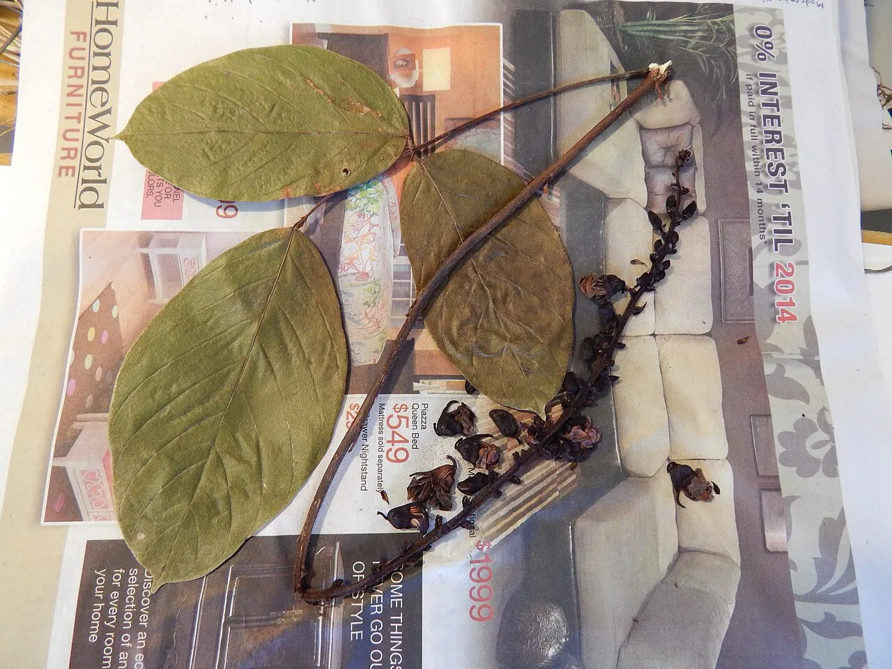 Wilson's Clusterpea