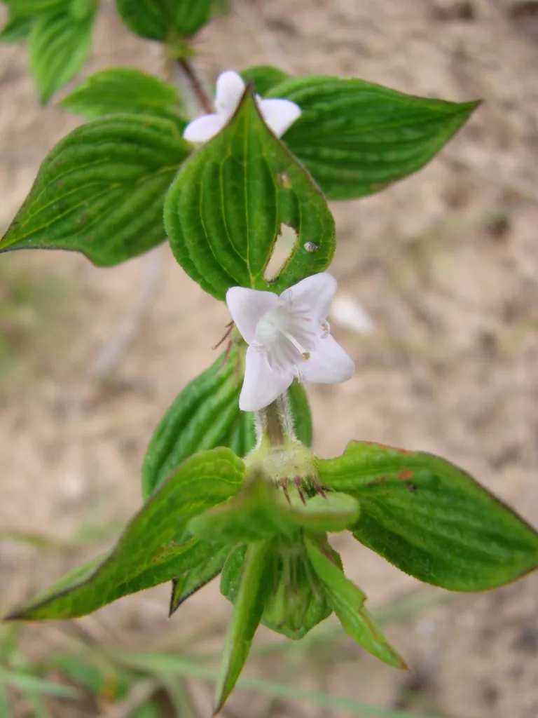 Rough Buttonweed — photo by Marcia Stefani