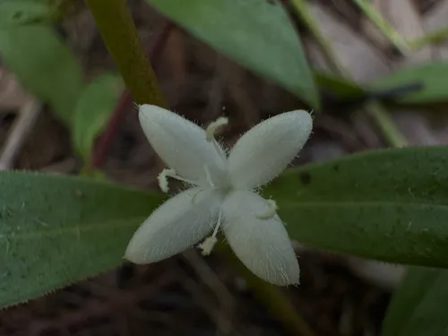 Virginia Buttonweed