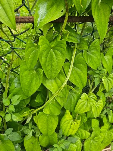Water Yam — photo by 郭伯川