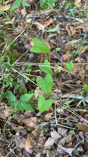 Florida Yam