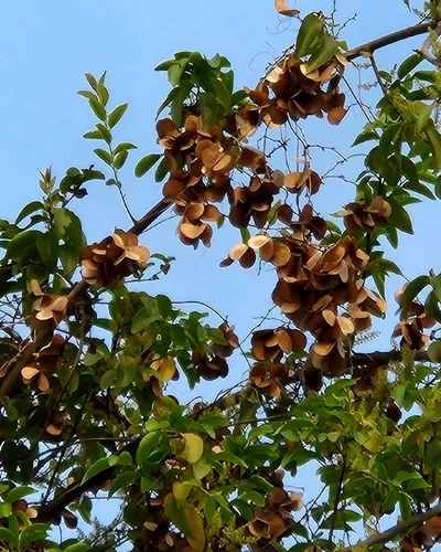 Chinese Yam — photo by Kobita Dass Kolli