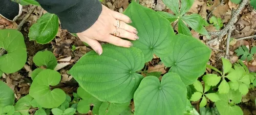 Fourleaf Yam — photo by sharkyintheshade