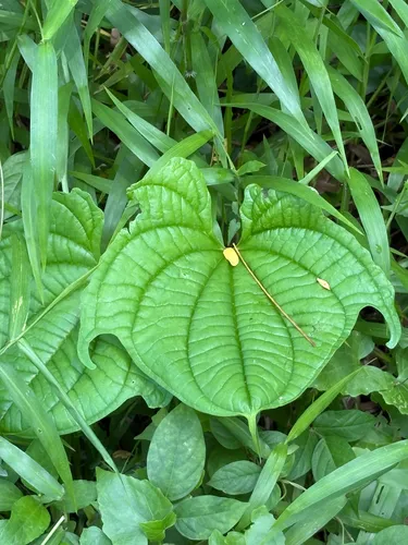 Zanzibar Yam — photo by zzzzzzs
