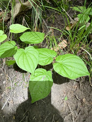 Wild Yam