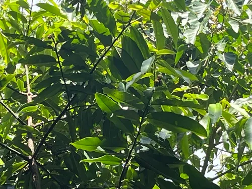 Mabolo