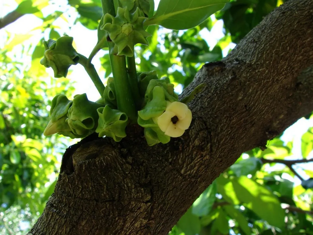 Black Sapote — photo by Tatiana Gerus from Brisbane, Australia