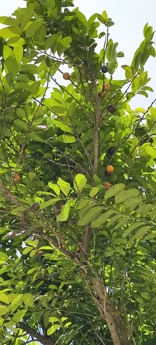 Malaysian Persimmon — photo by 歐陽秀華