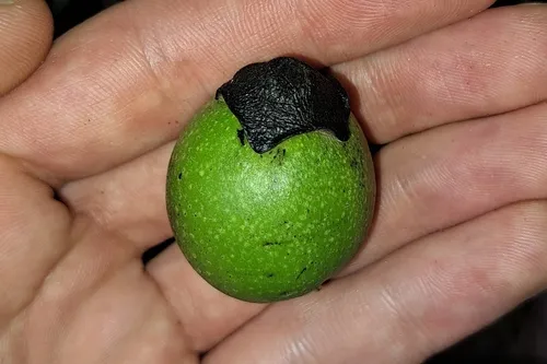 Black Apple