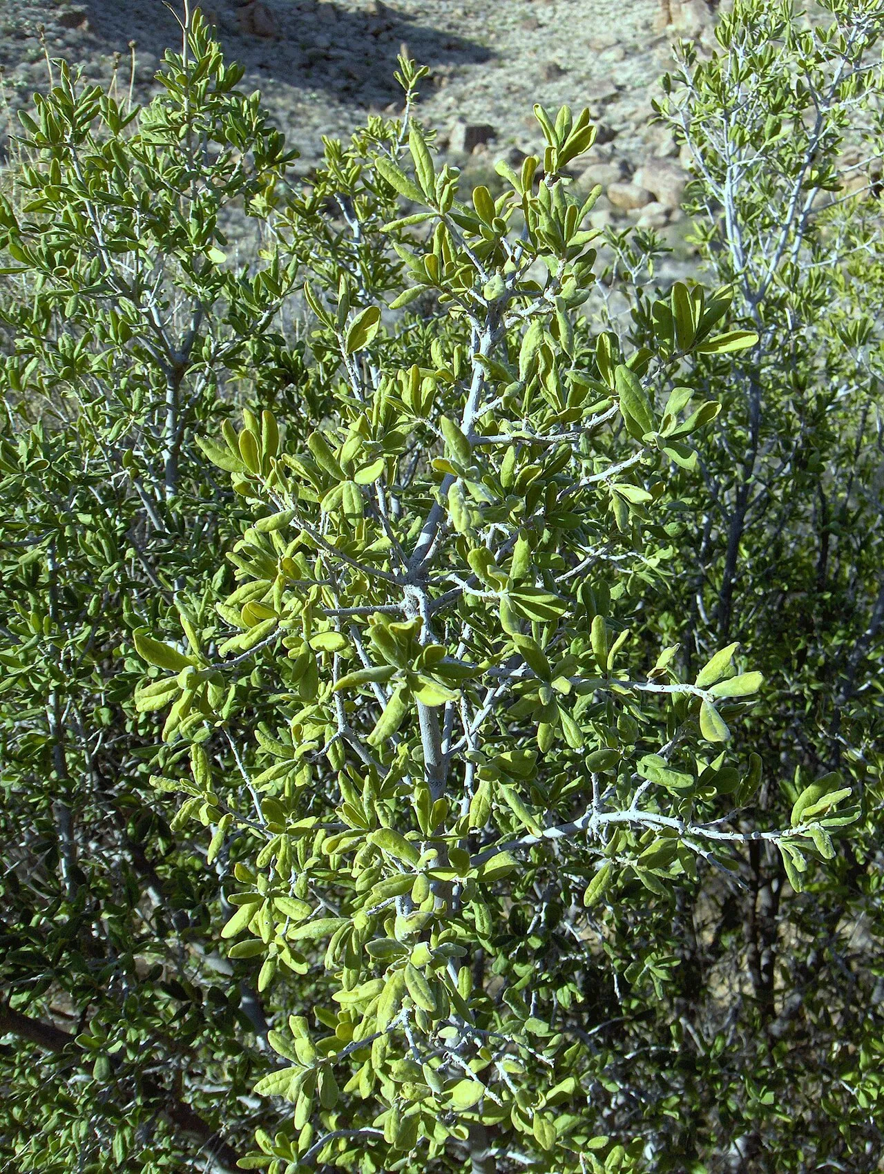 Texas Persimmon