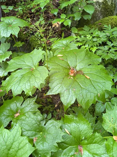 American Umbrellaleaf — photo by Sam Milton