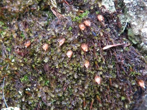 Diphyscium Moss