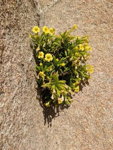 San Diego Bush Monkeyflower — photo by Matt Bristol