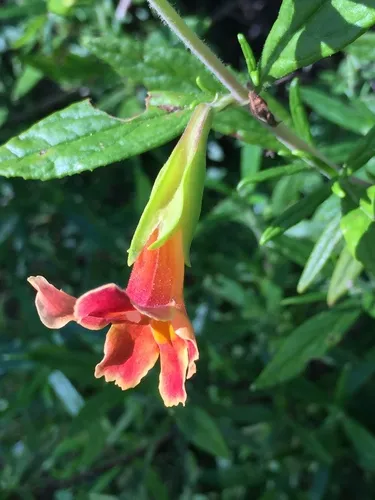 Orange Bush Monkeyflower