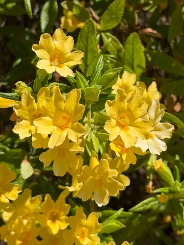 Kaweah River Bush Monkeyflower