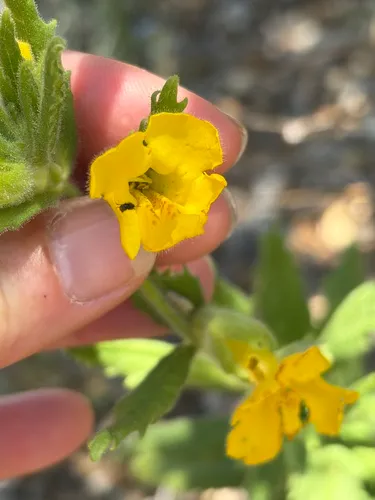 Cleveland's Bush Monkeyflower