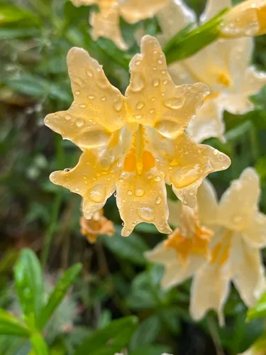 Largeflower Bush Monkeyflower