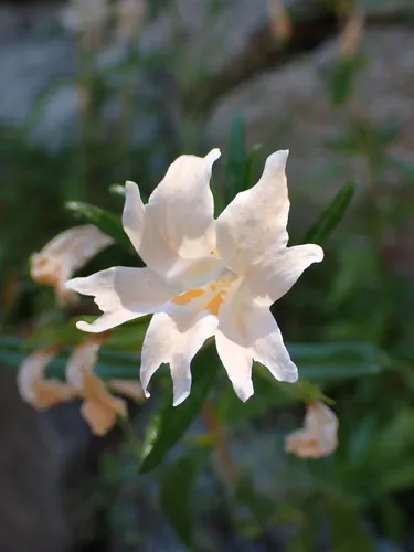 Chaparral Bush Monkeyflower