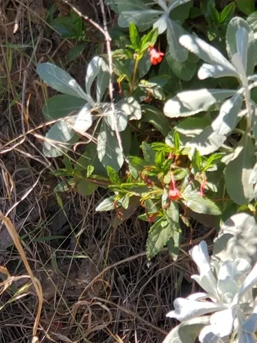 Island Bush Monkeyflower