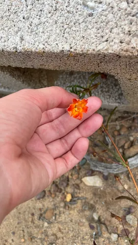 Red Bush Monkeyflower — photo by staranemone