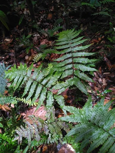 Crested Twinsorus Fern
