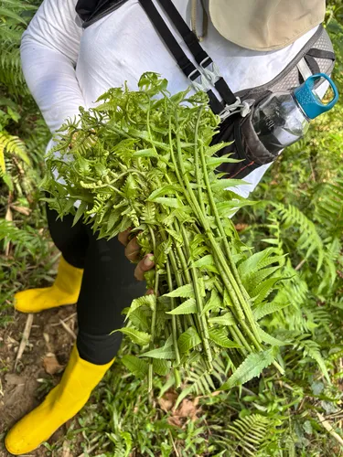 Vegetable Fern — photo by Nusantara Wilderness